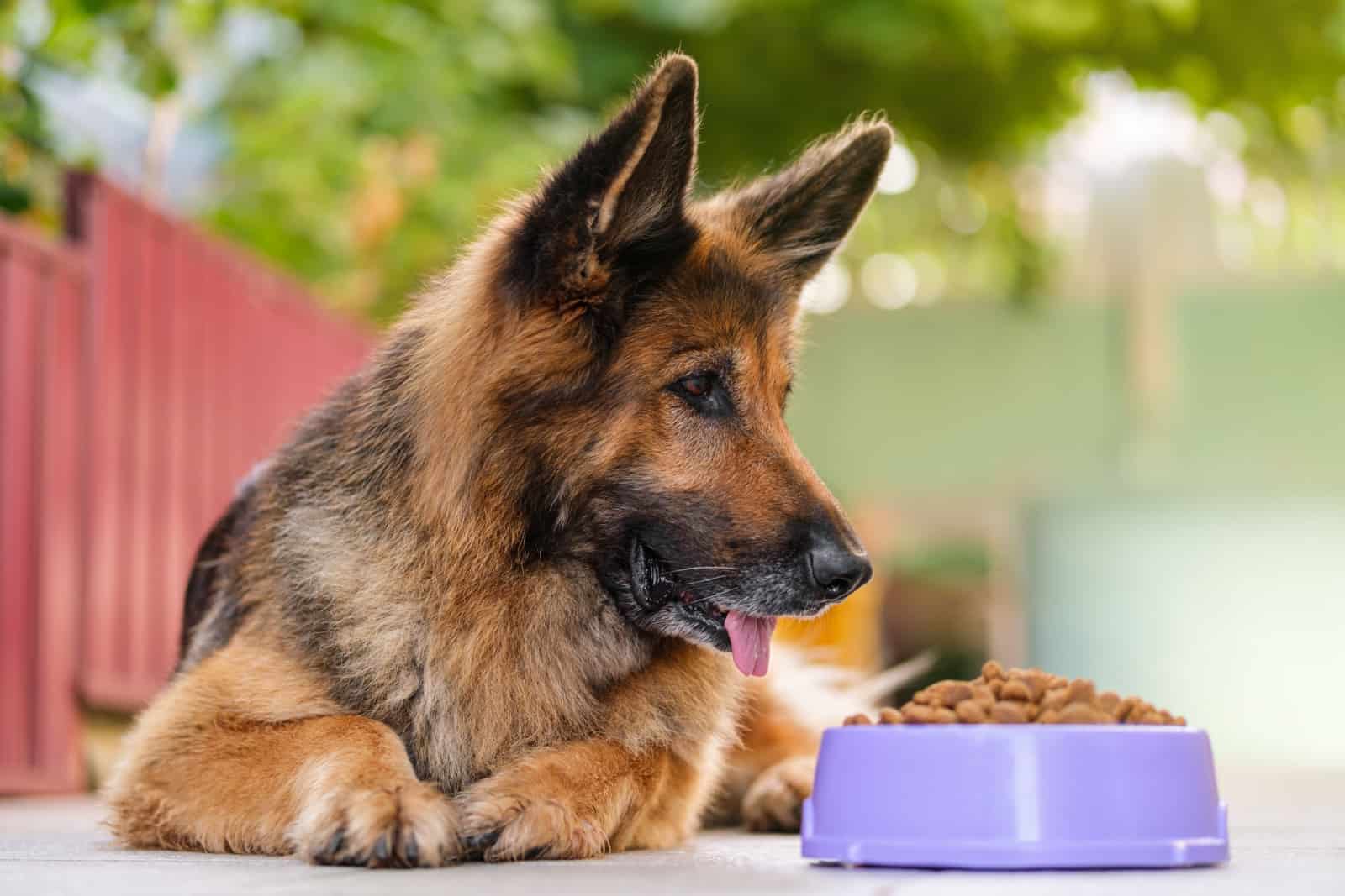 german shepherd looks at kibble dog food