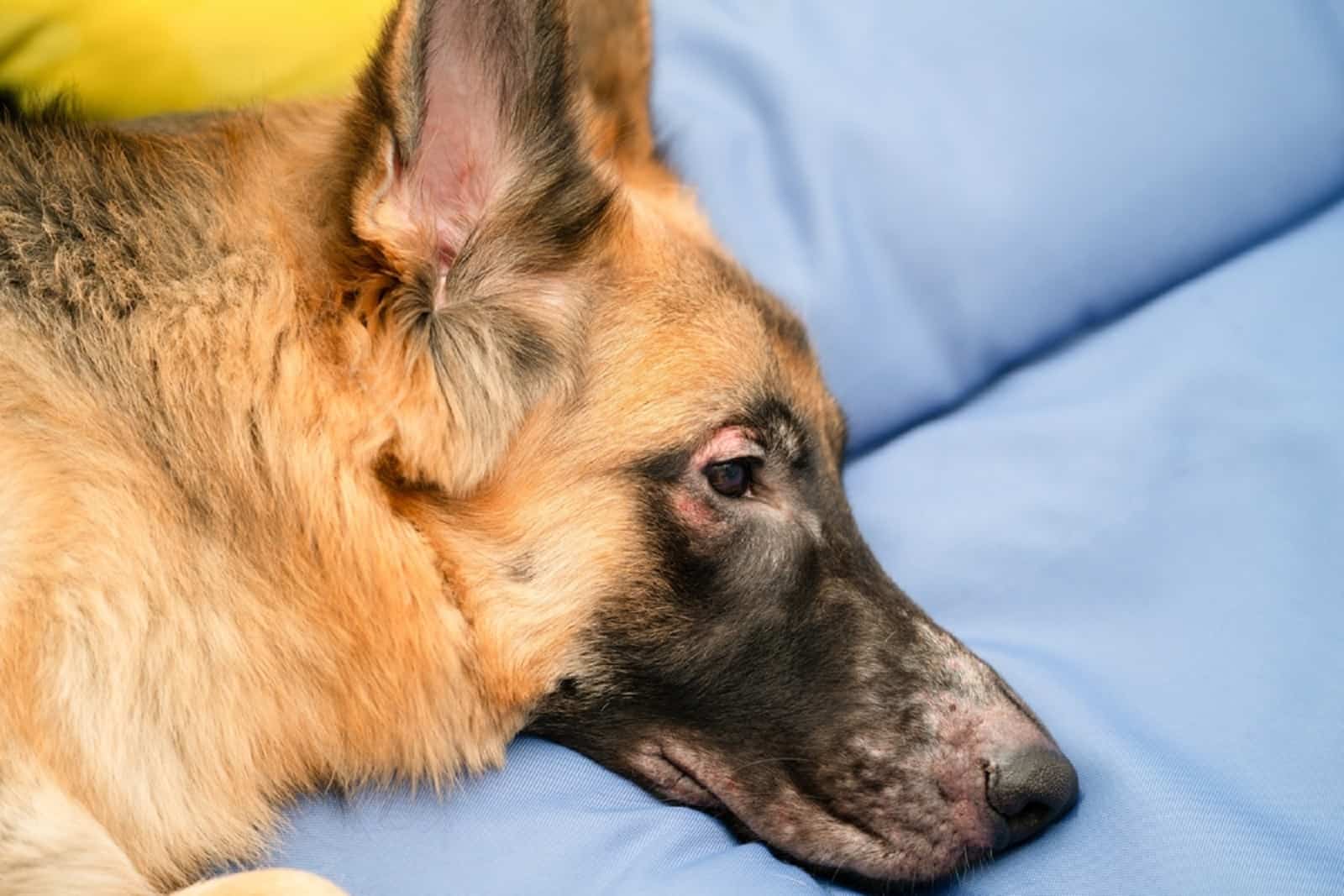 german shepherd losing hair lying in the bed