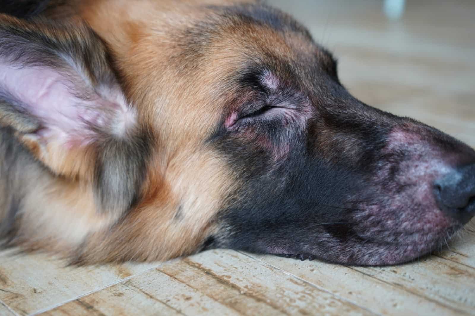 german shepherd losing hair on his face