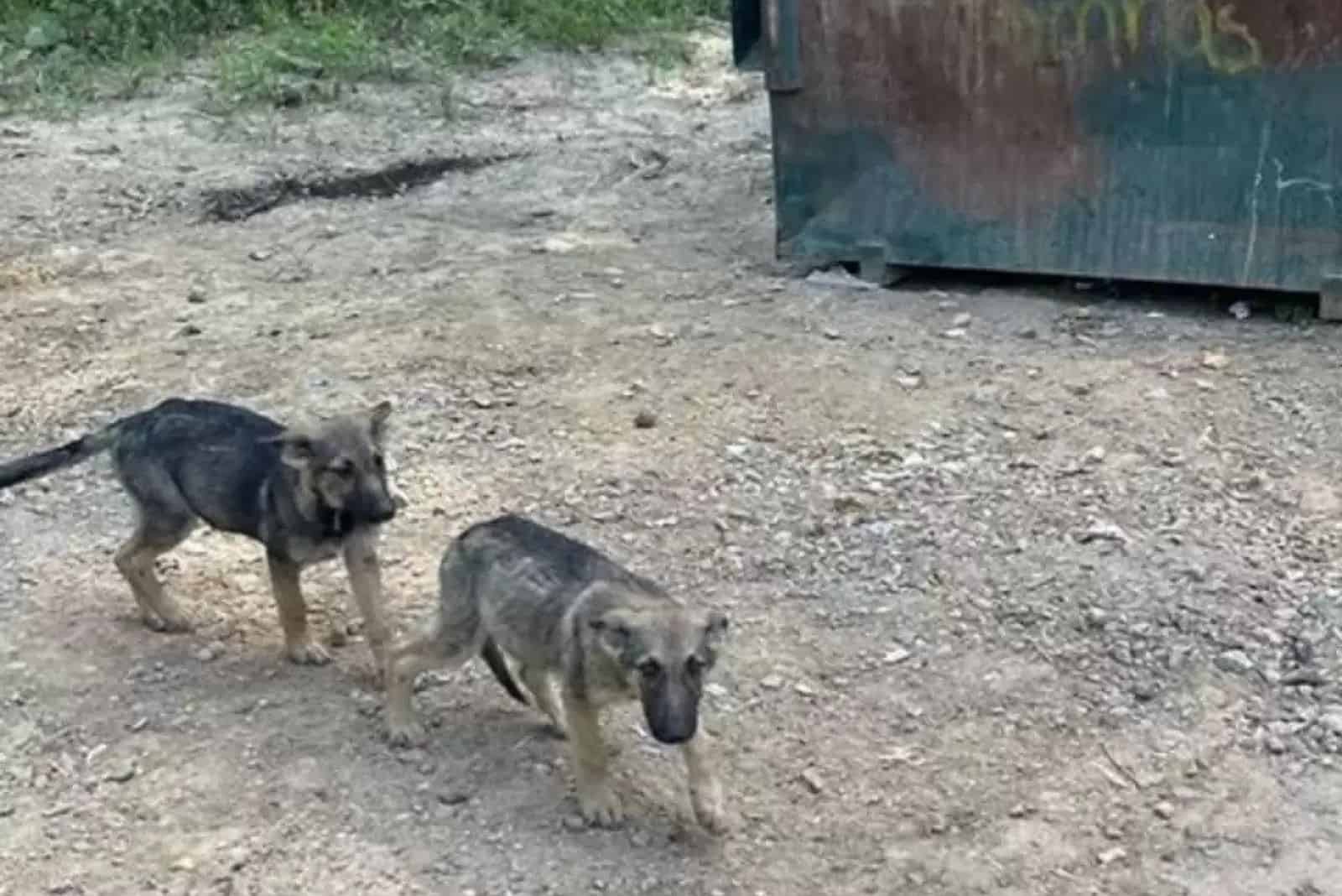 german shepherd puppies walking near dumpsters