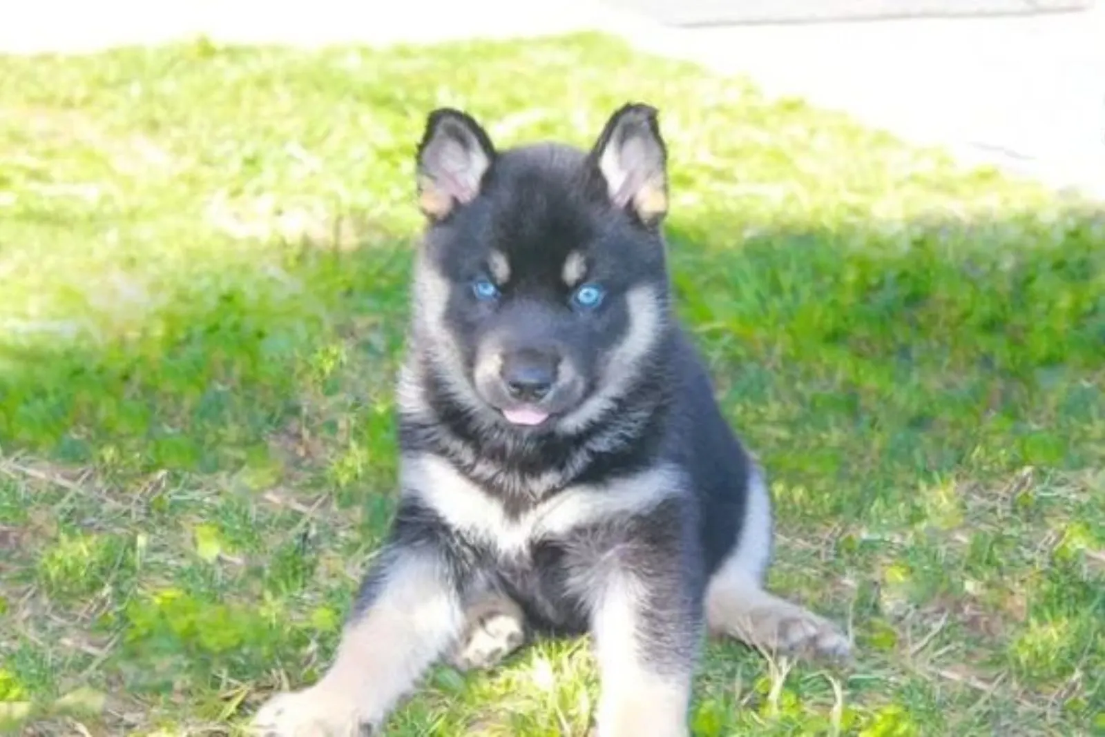 german shepherd puppy with blue eyes