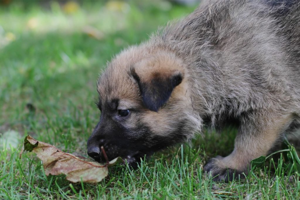 5 Surprising Reasons Why Your German Shepherd Is Suddenly Eating Grass ...