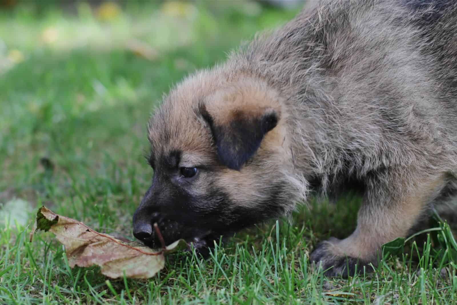 german shepherd puppy eating grass