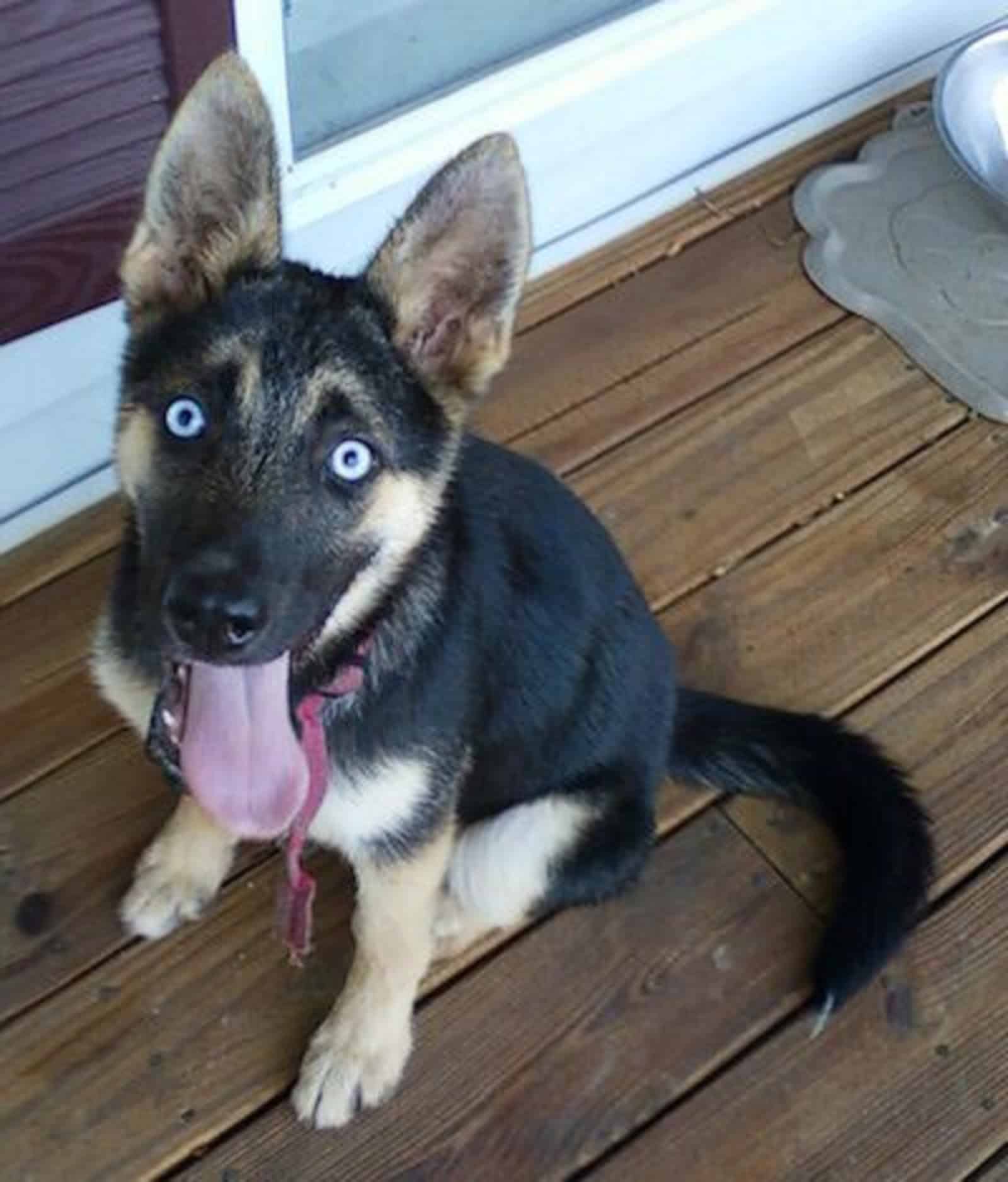 german shepherd puppy with blue eyes looking into camera while sitting on wooden porch