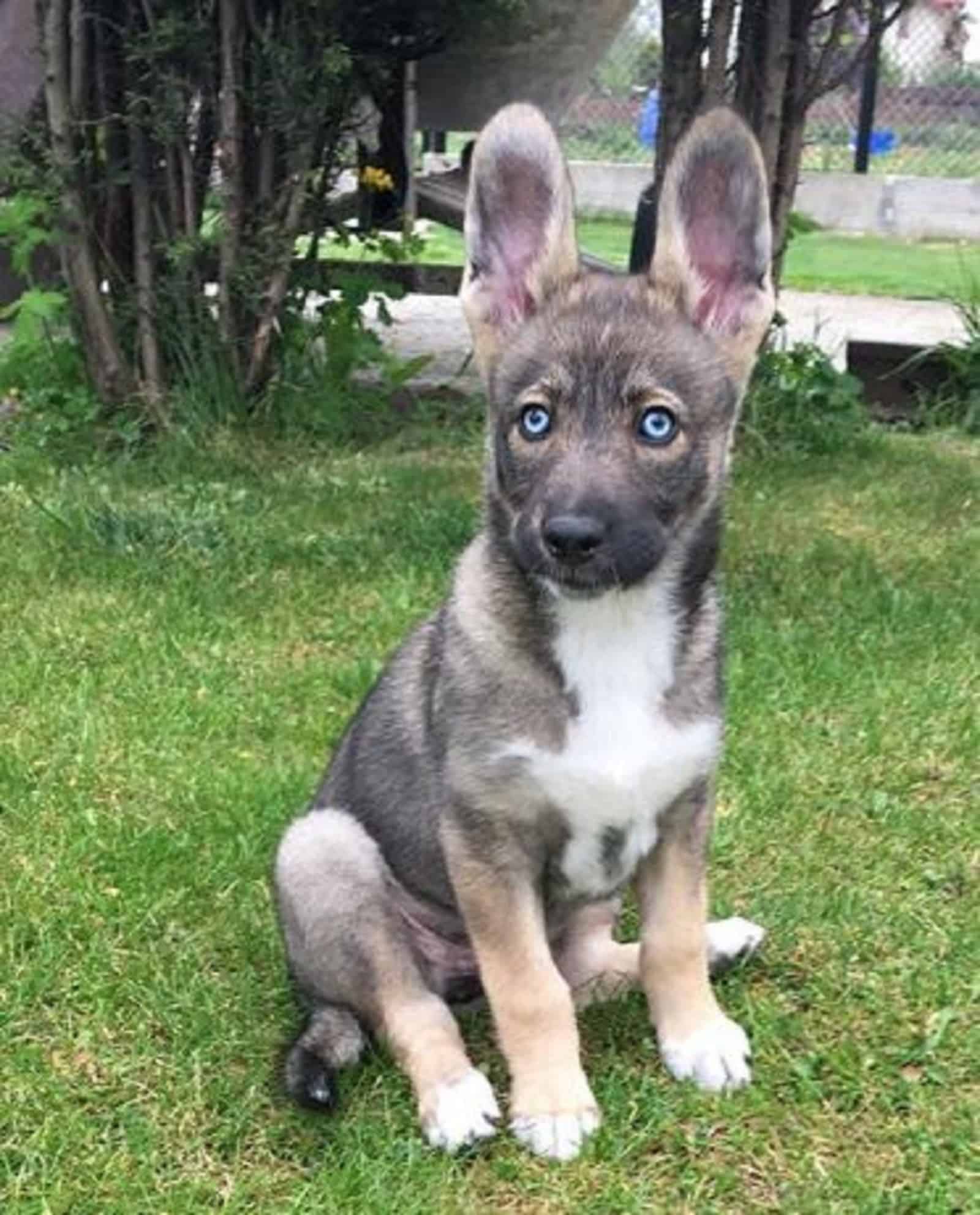 german shepherd puppy with blue eyes sitting on the grass