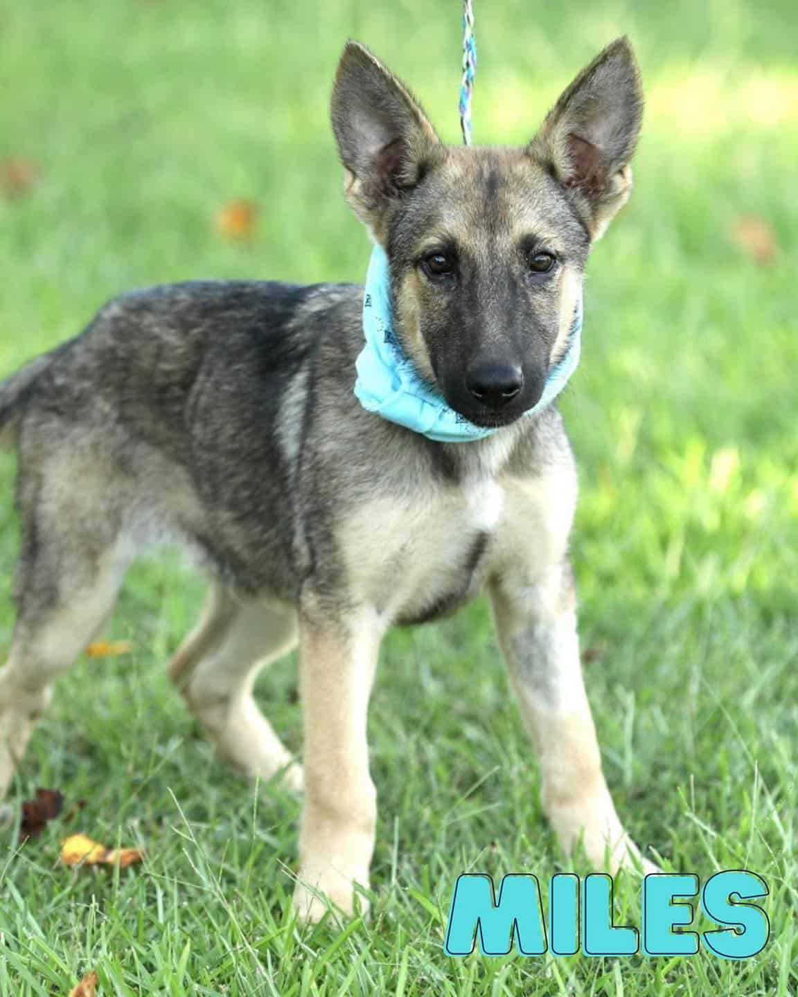 german shepherd puppy standing on the grass