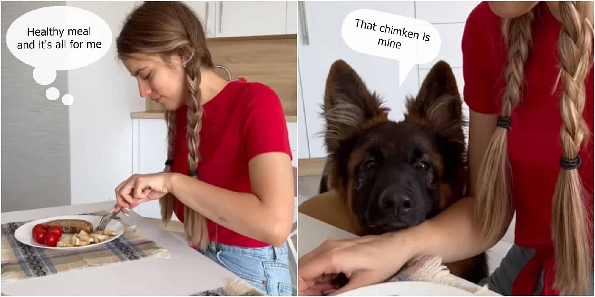 german shepherd waiting for food