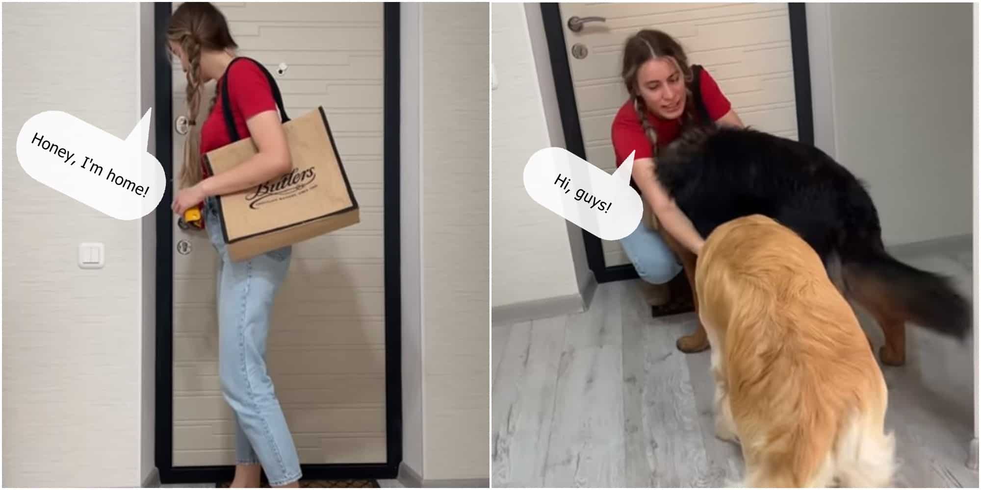 german shepherd welcomes owner after coming home