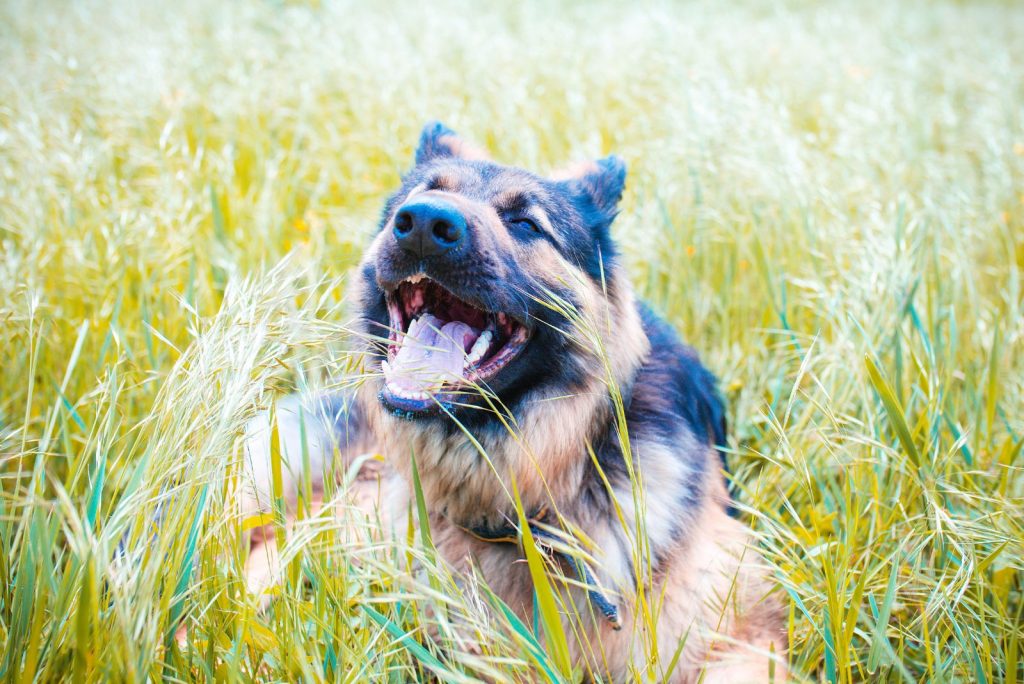 german shepherd with open mouth in the grass