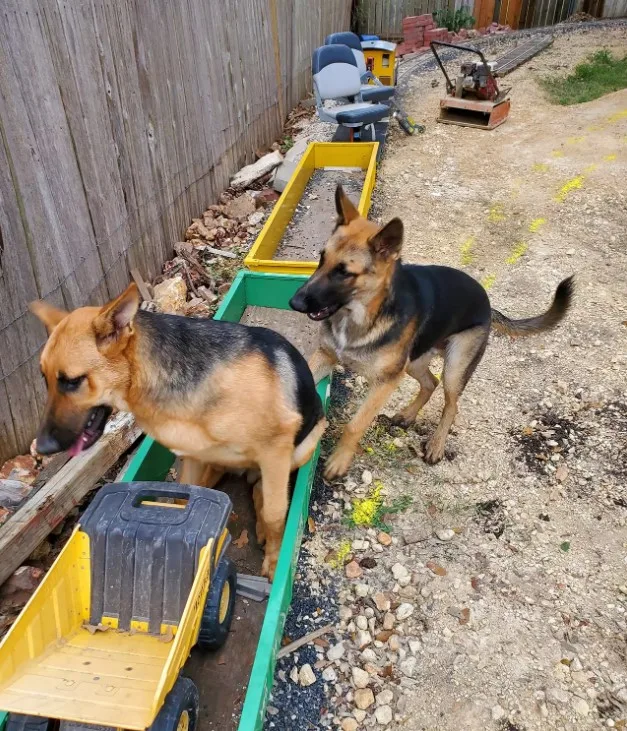 german shepherds enjoy playing in the park