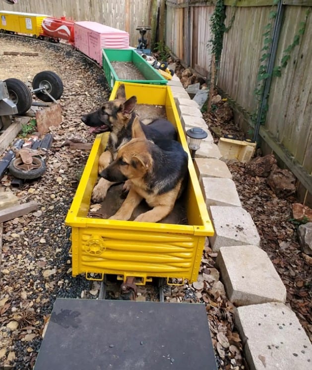 german shepherds enjoy riding in the trailer