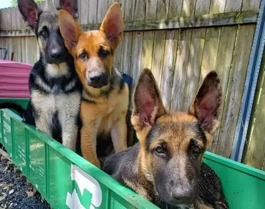 german shepherds in a trailer are driving