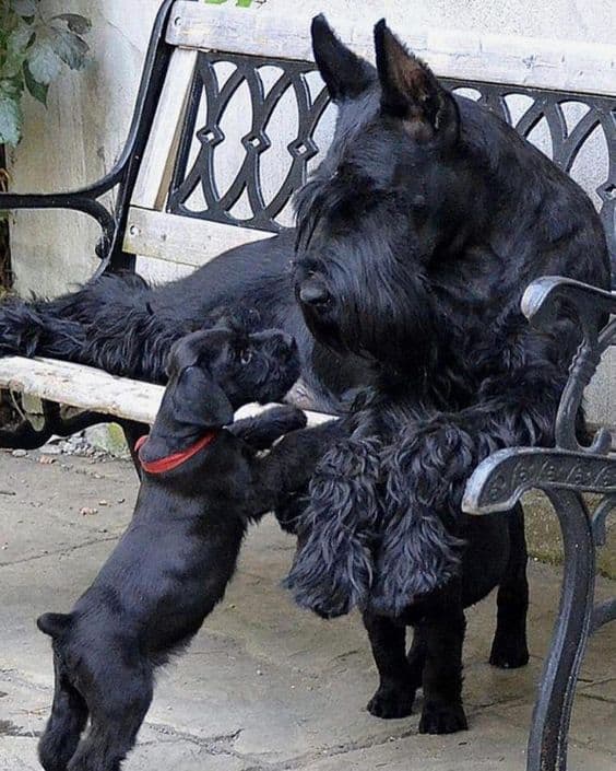 giant schnauzer and its puppy