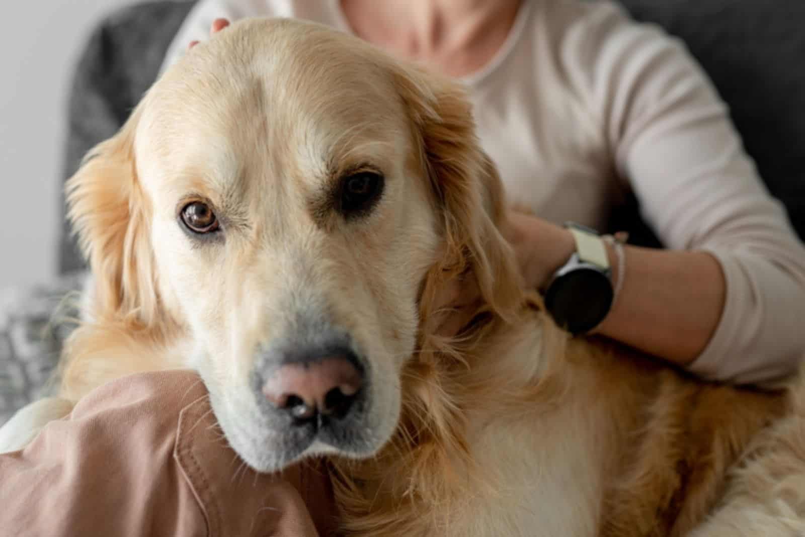 girl petting golden retriever dog at home