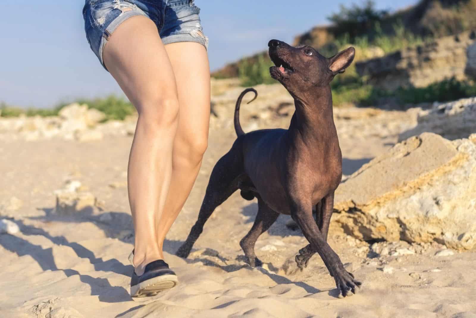girl walking (play) with her dog xoloitzcuintli on sand