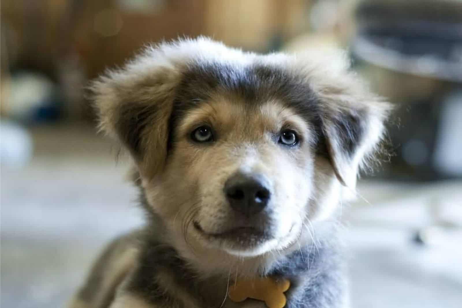 golden retriever and husky mix