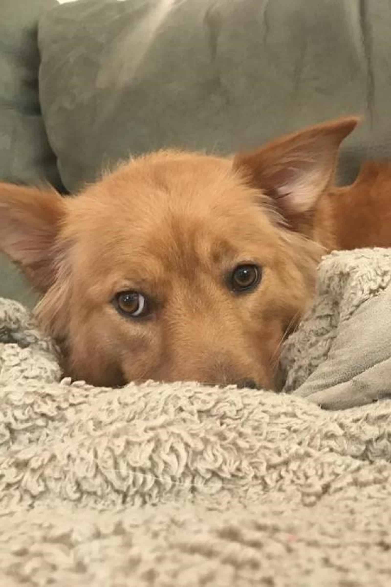 golden retriever dog lying on the couch