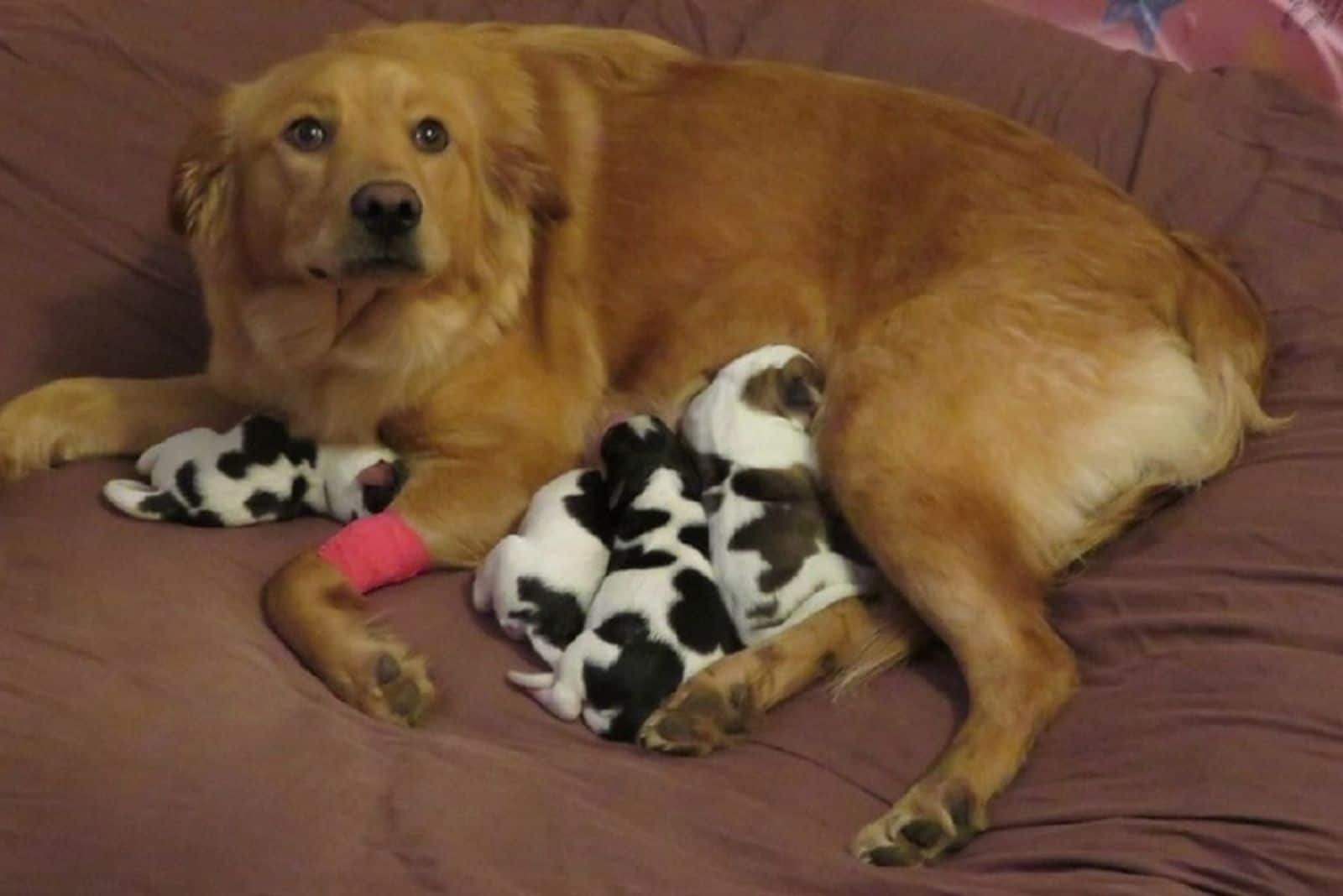 golden retriever dog and her cow babies lying on the bed