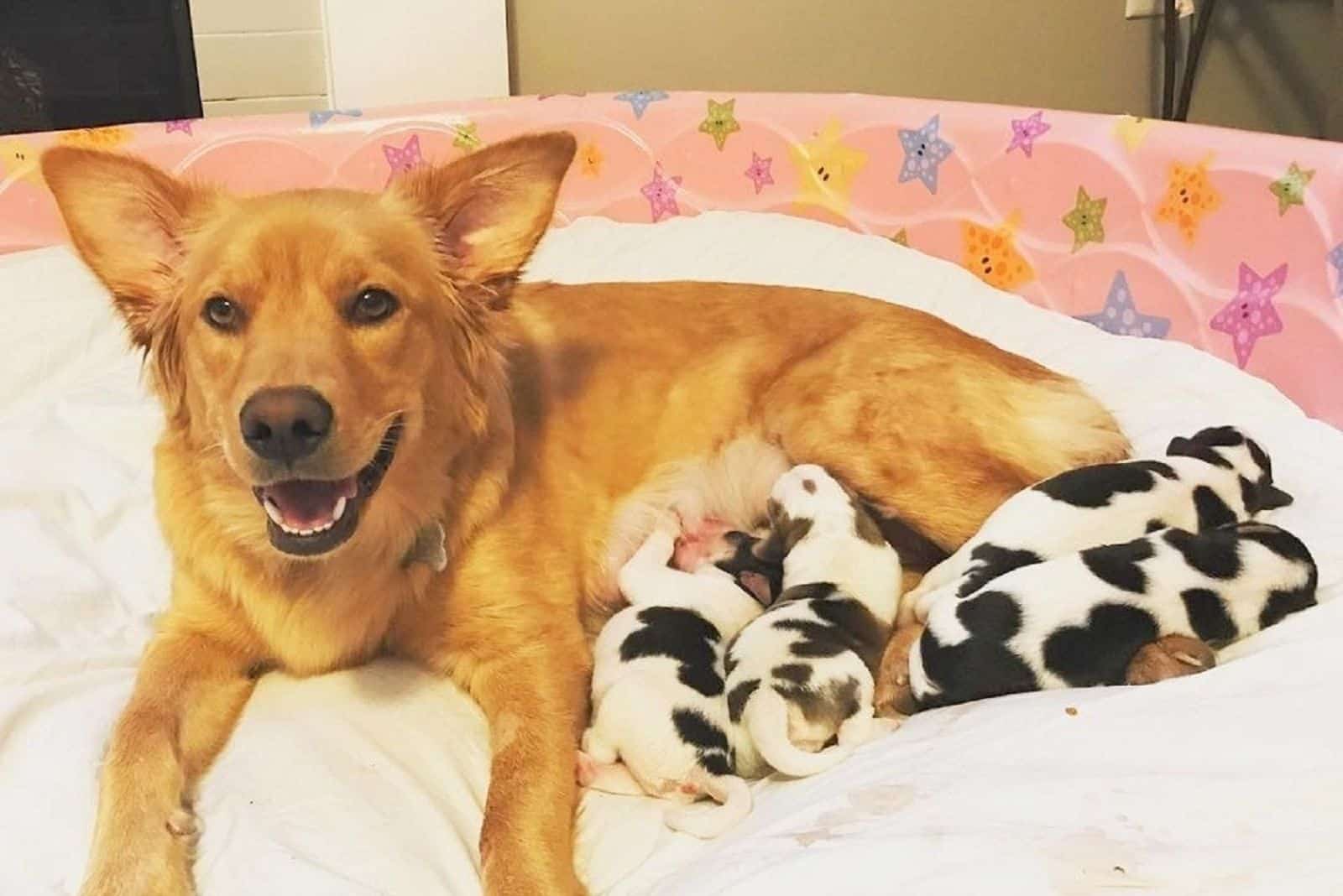 golden retriever dog and her puppies lying on the bed