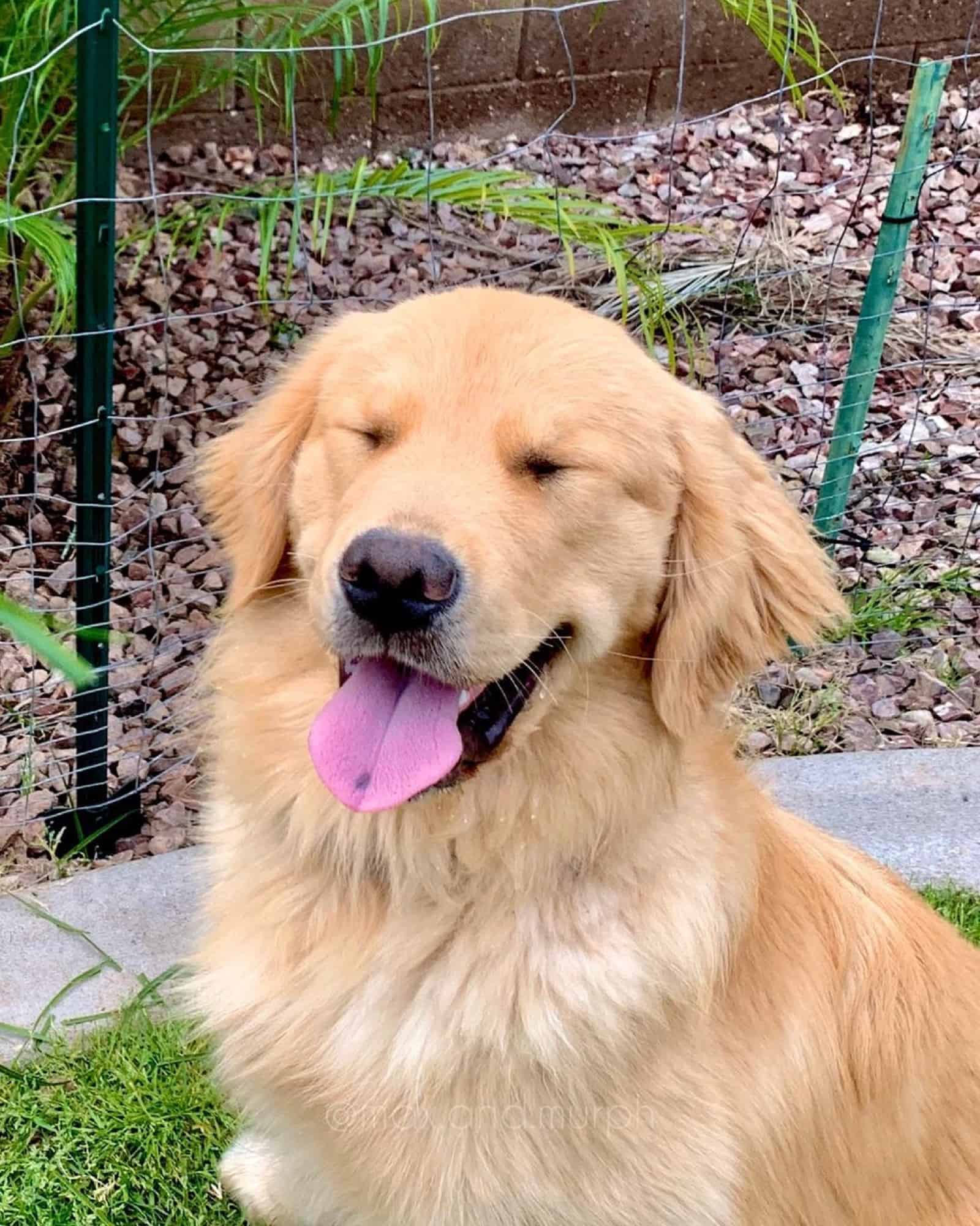 golden retriever dog in the garden