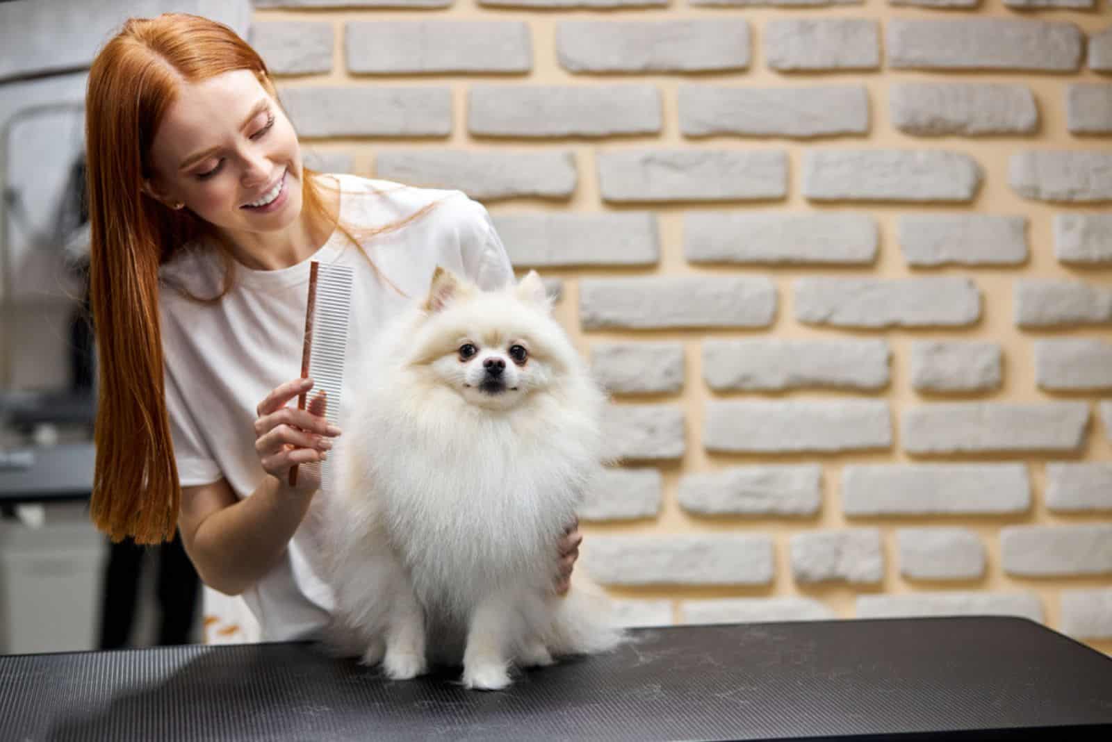 groomer tidies up a spitz dog