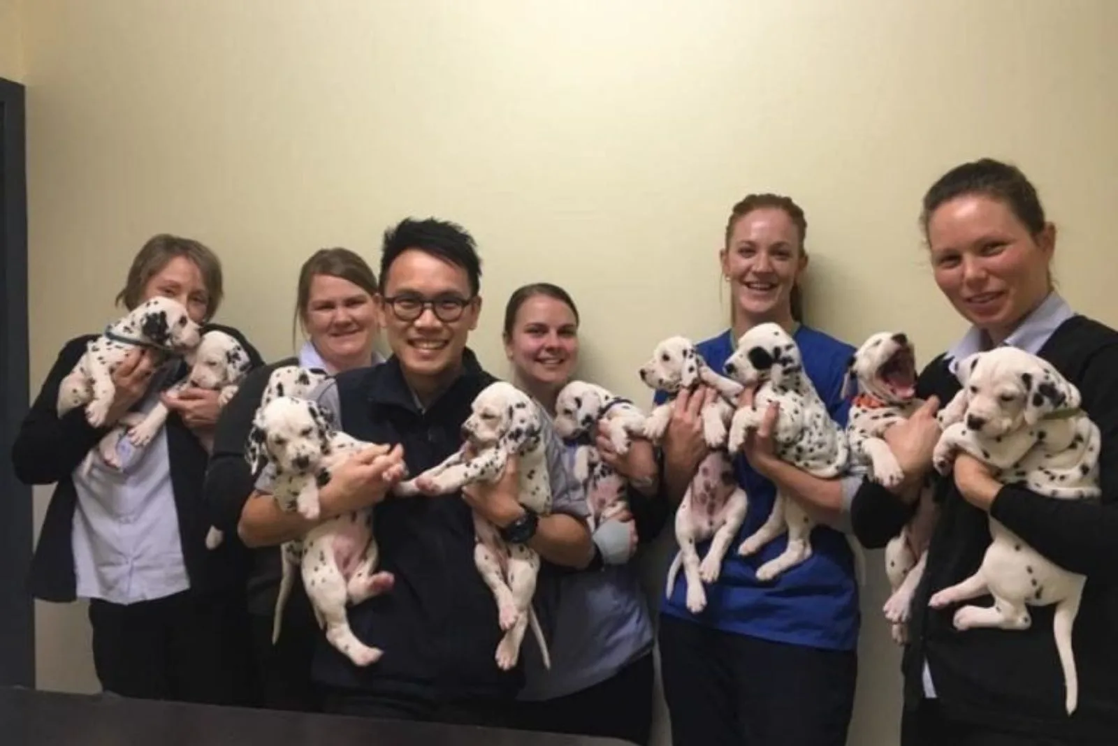 group of people holding dalmatian puppies in their arms