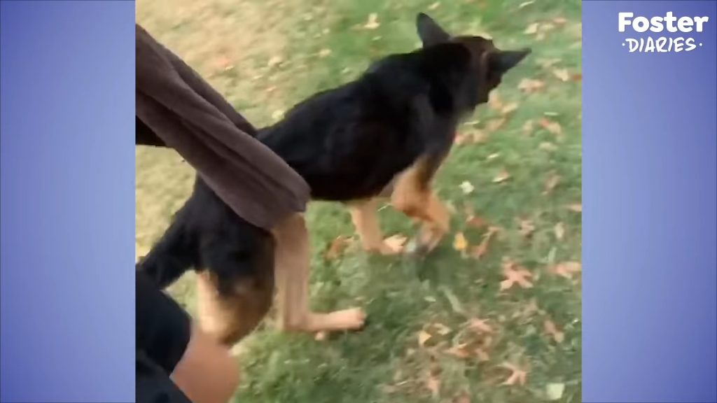 helped the dog to walk