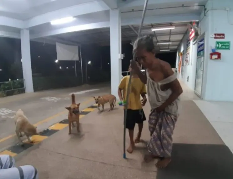 homeless dogs follow a woman