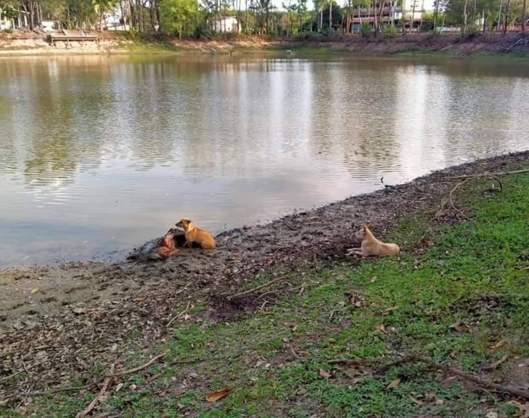 homeless dogs sit next to a girl lying by the river