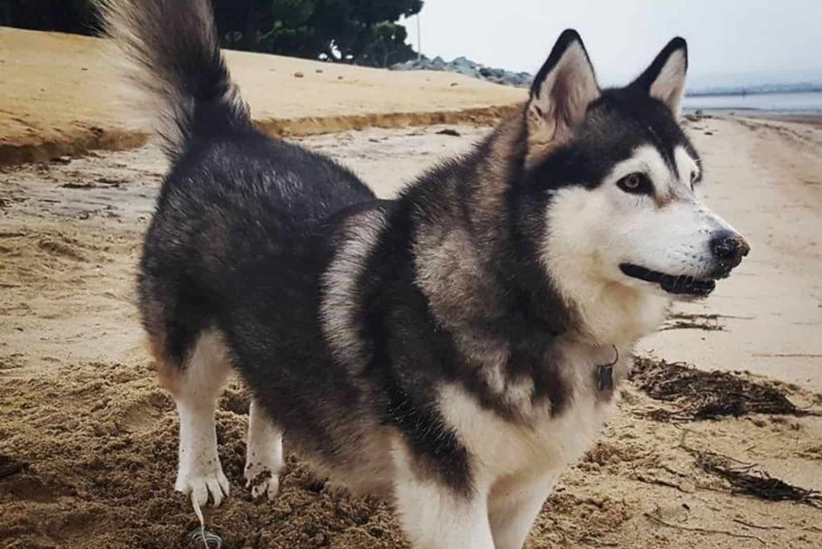 husky and corgi mix