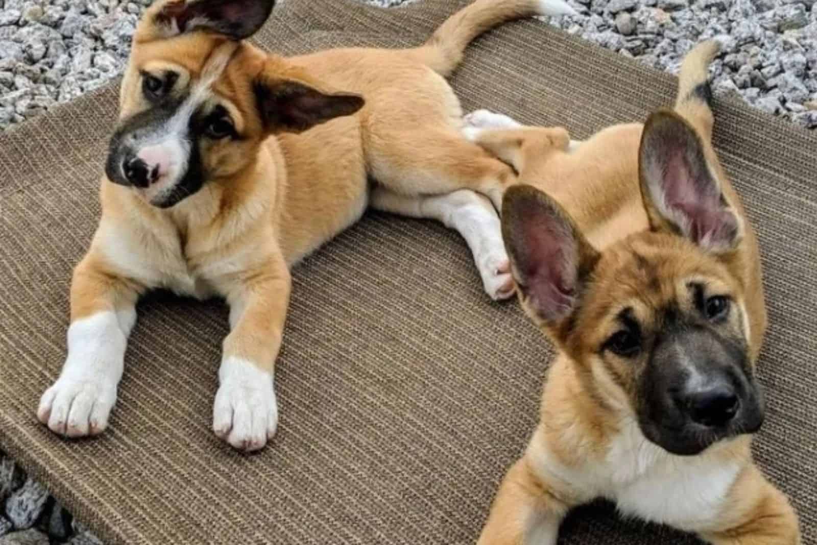 husky and german shepherd mutts