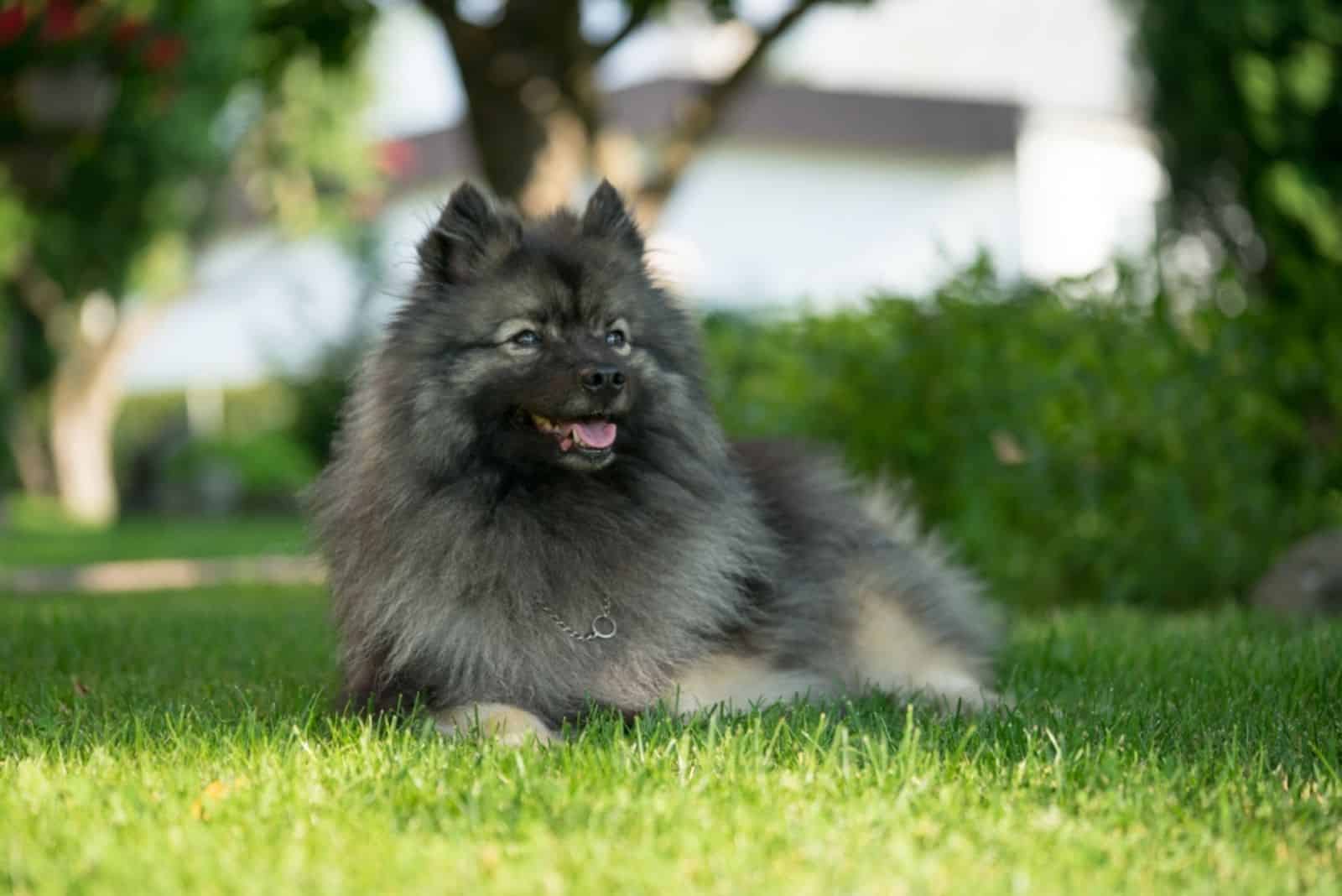 keeshond spitz lying on the grass