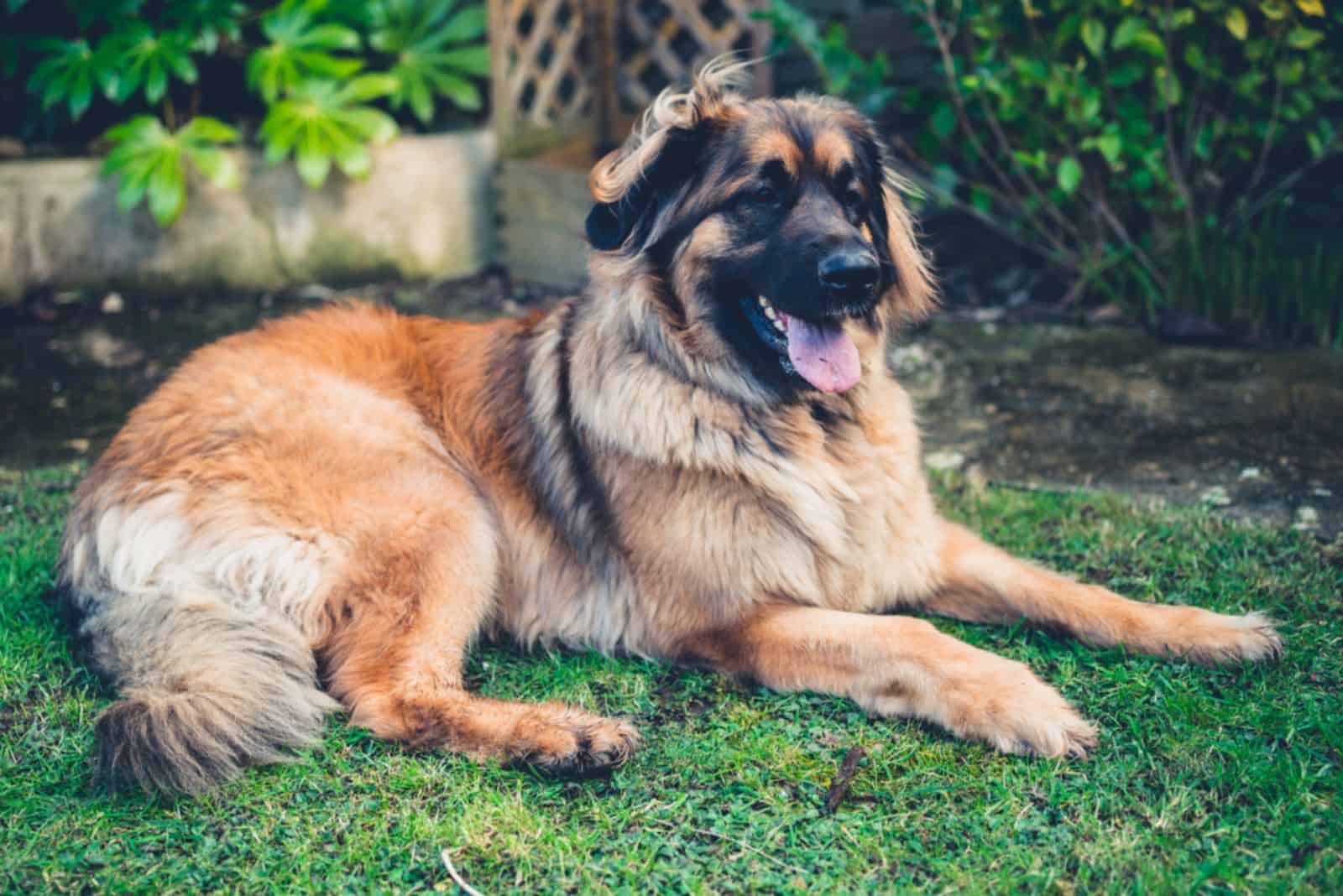 leonberger dog is relaxing on the lawn