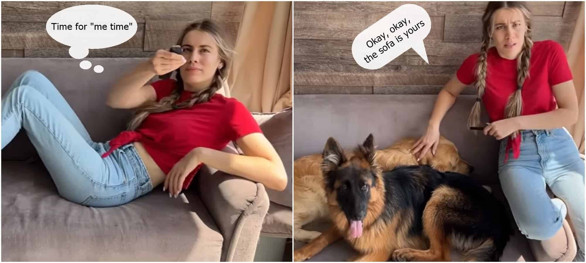life after getting a gsd means having to share space