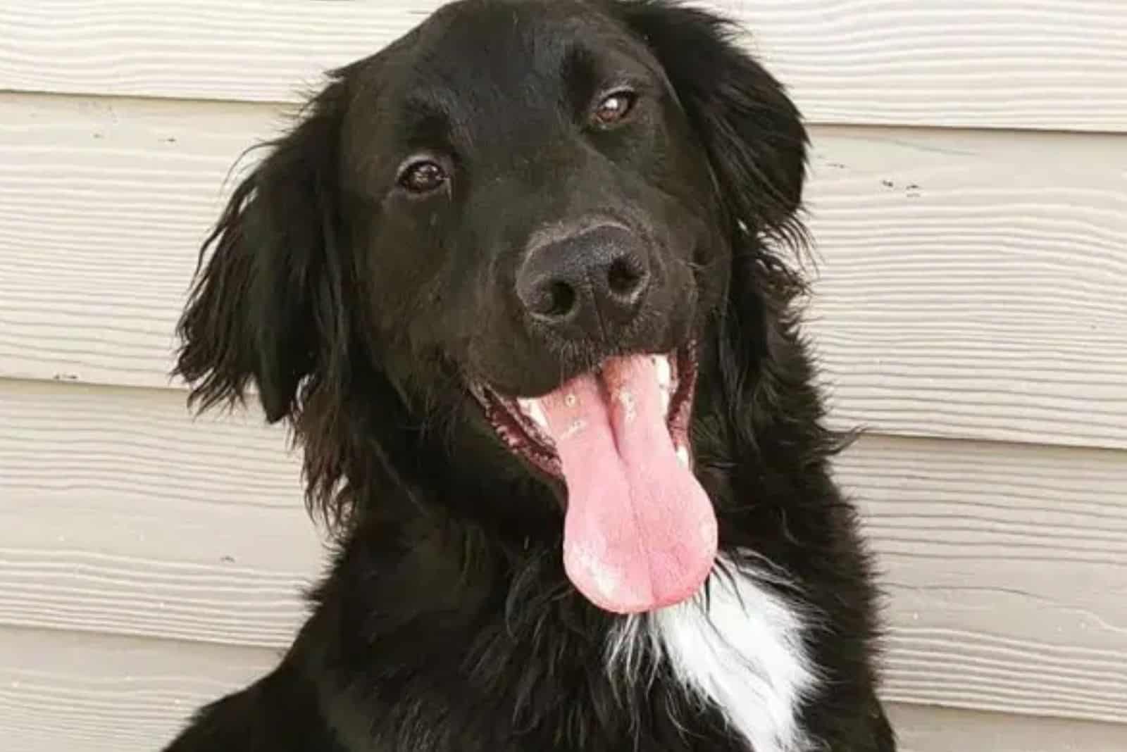 newfoundland and border collie mix