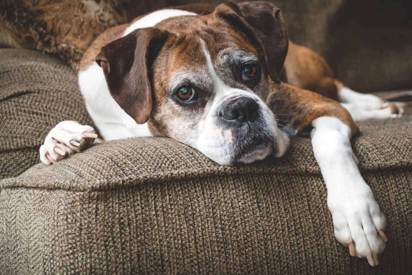 old boxer dog resting on the couch