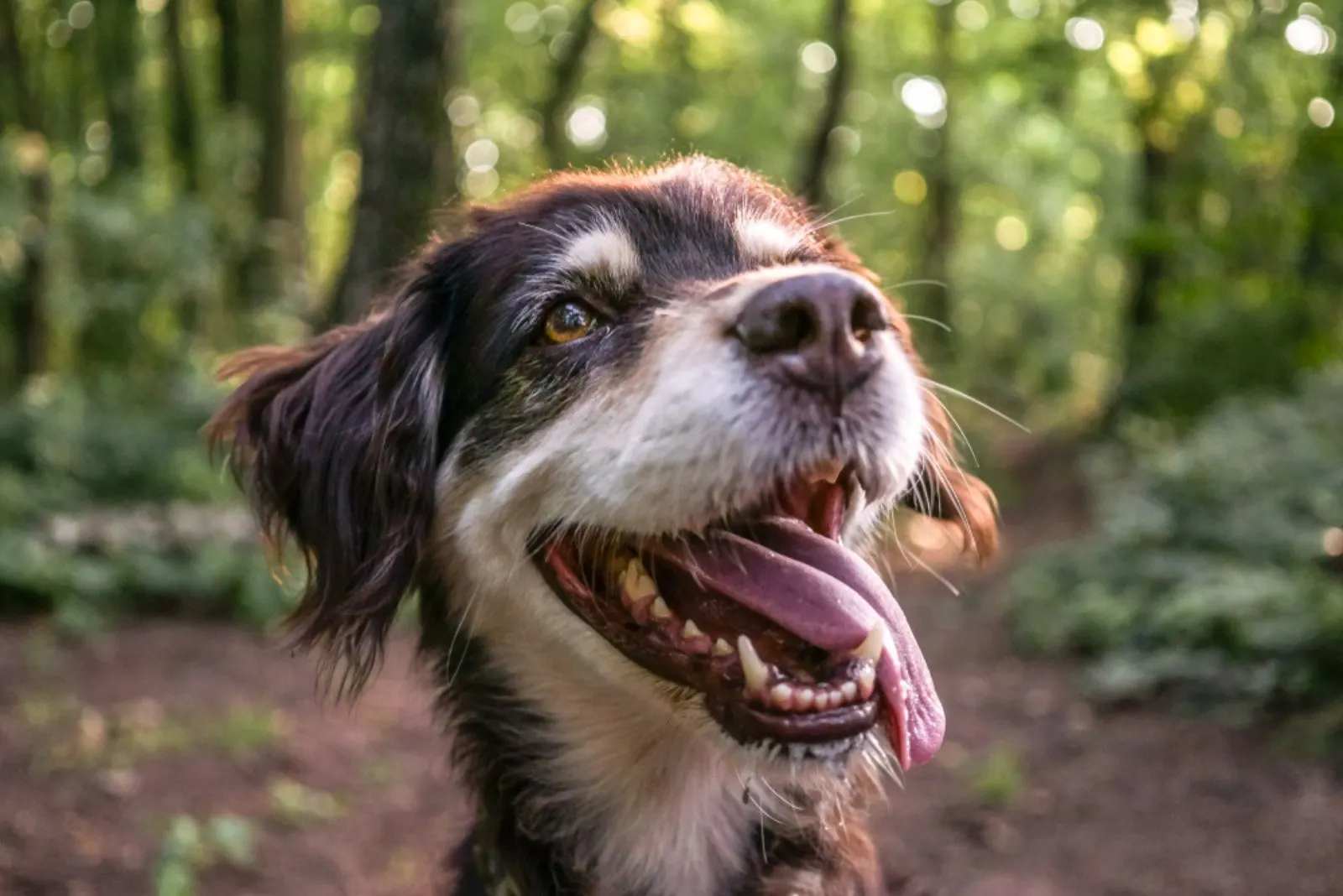 old smiling dog in nature