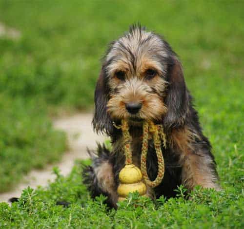otterhound puppy