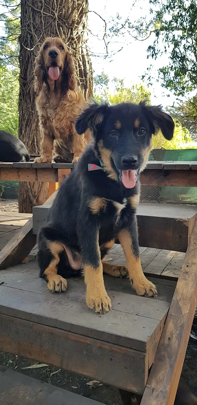 photo of Baroque and an other dog sitting on wooden stairs