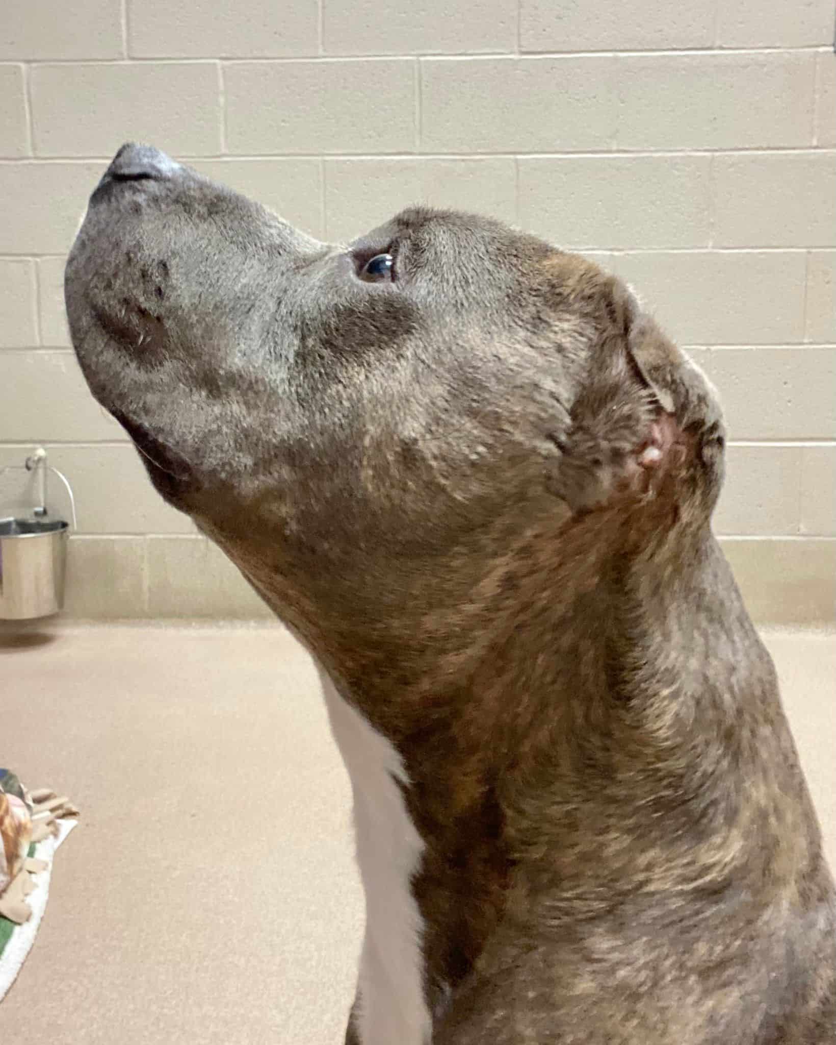 photo of Bruno the shelter dog