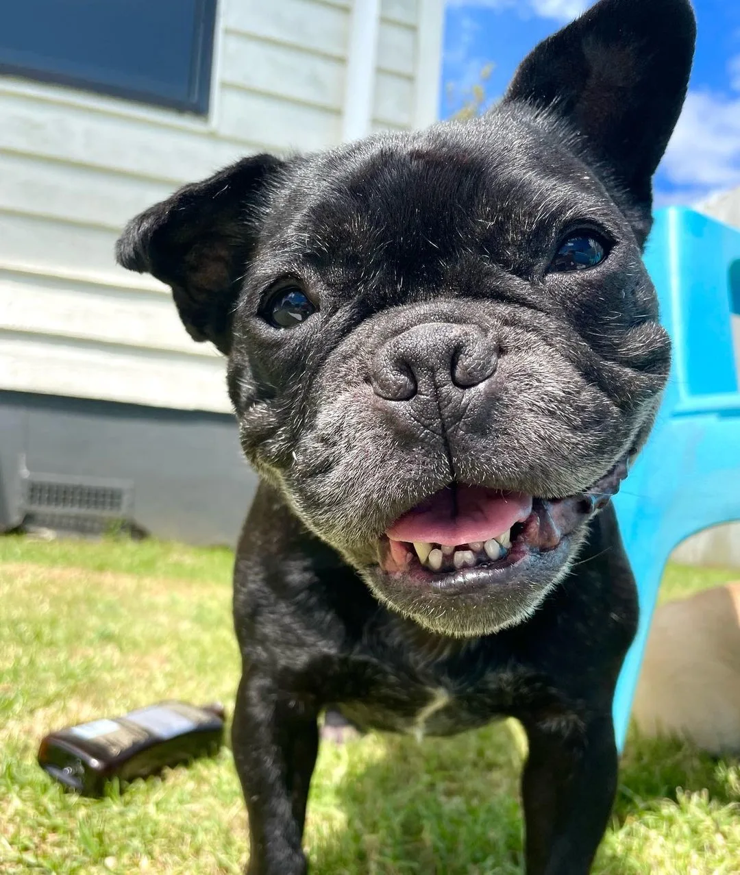 foto de Indy el bulldog francés