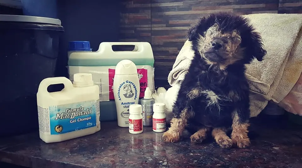 photo of a dog with infected eyes next to medicine and products