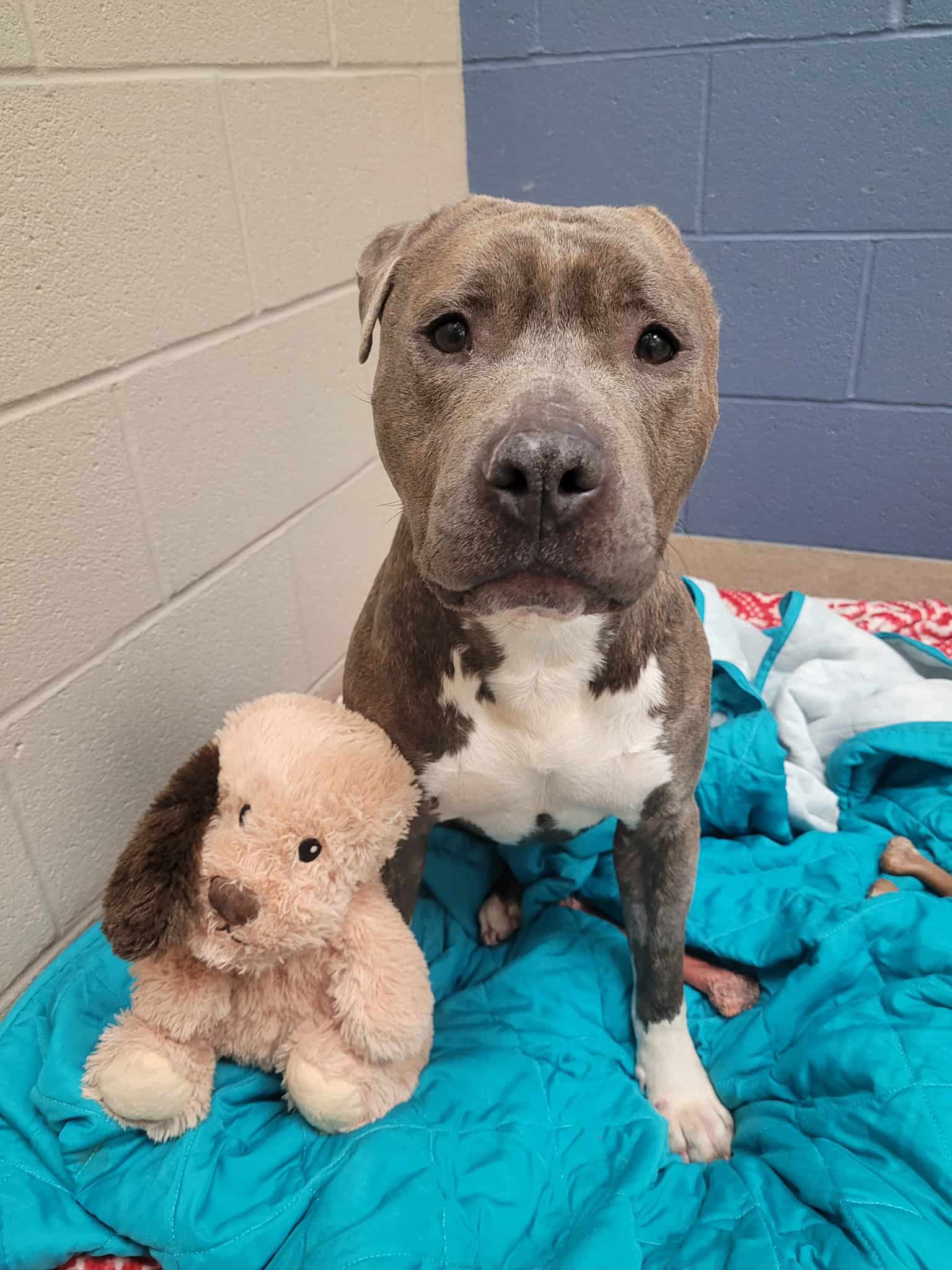 photo of a one-eared sad dog