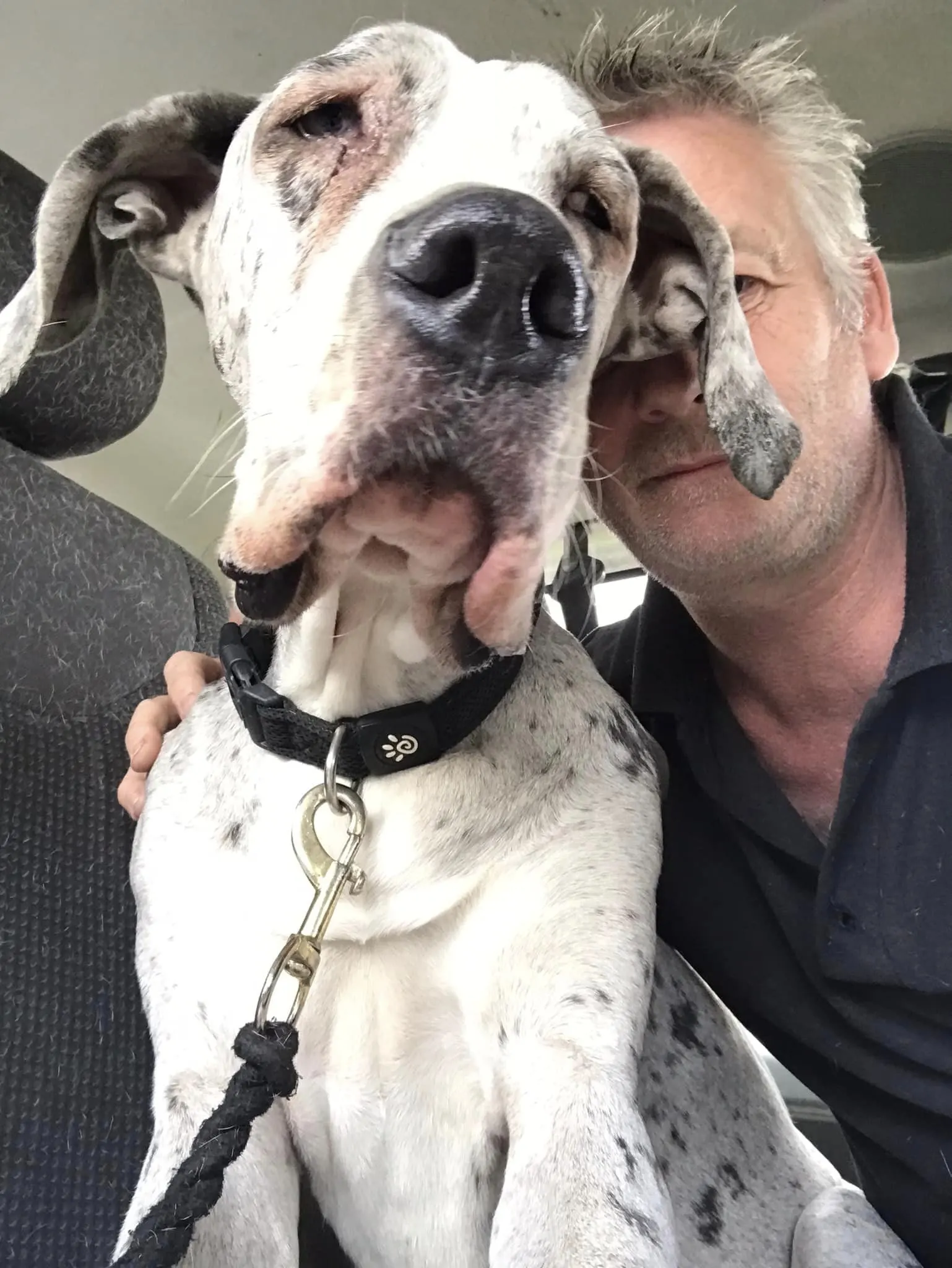 photo of a recovered great dane
