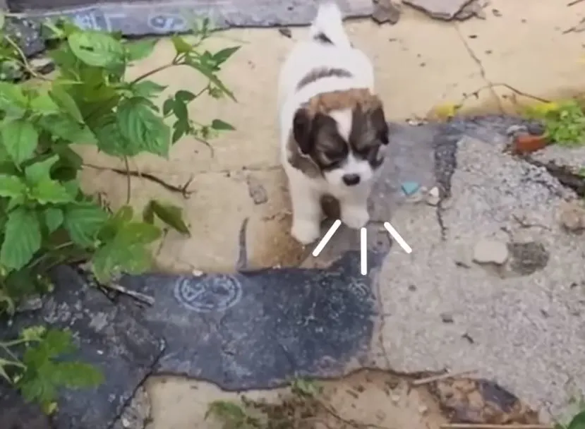 photo of a stray puppy who lead rescuers to an abandoned house