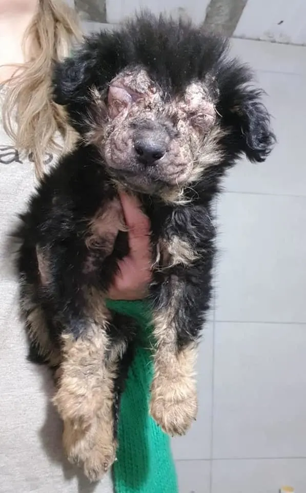 photo of an abandoned dog in a very bad condition