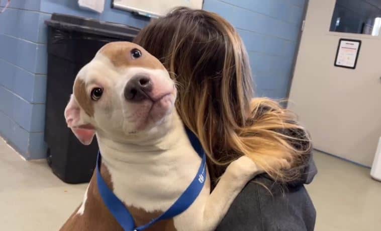 photo of the dog that was abandoned at the airport