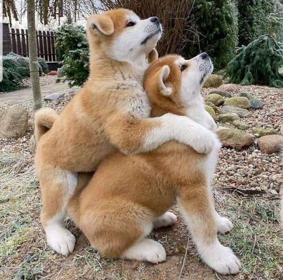 photo of two adorable akita puppies
