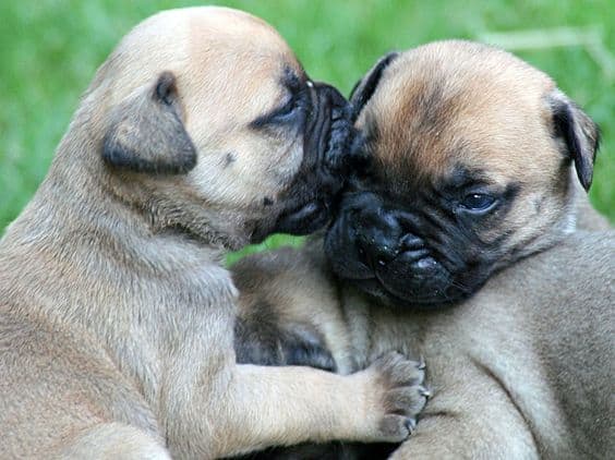 photo of two bullmastiff puppies