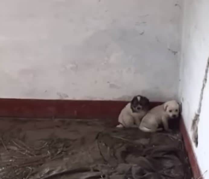 photo of two puppies at an abandoned house